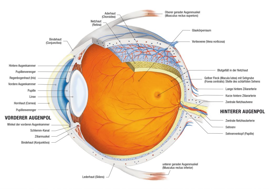 Grafik Schnittbild Aufbau des Auges